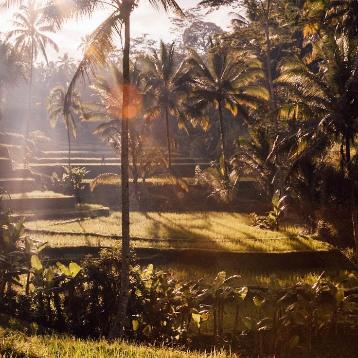 Family terraces and cafés for calm evenings in Springfield